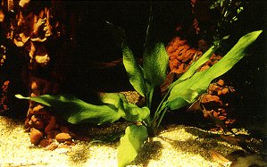 Echinodorus Marble Queen